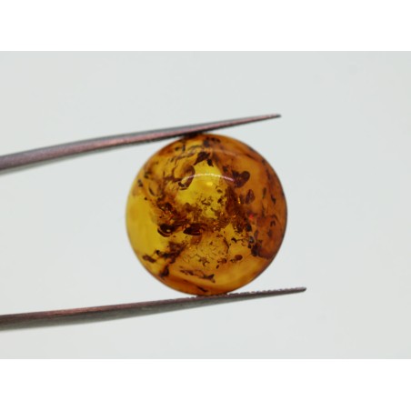 Ambre cabochon rond 18mm 5.51cts