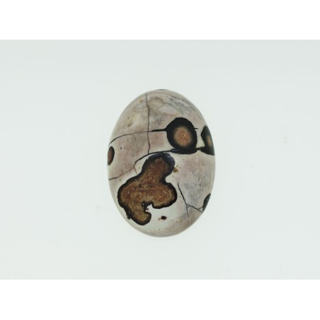 Bois fossilisé ovale 29.6x21.6mm 31.56cts